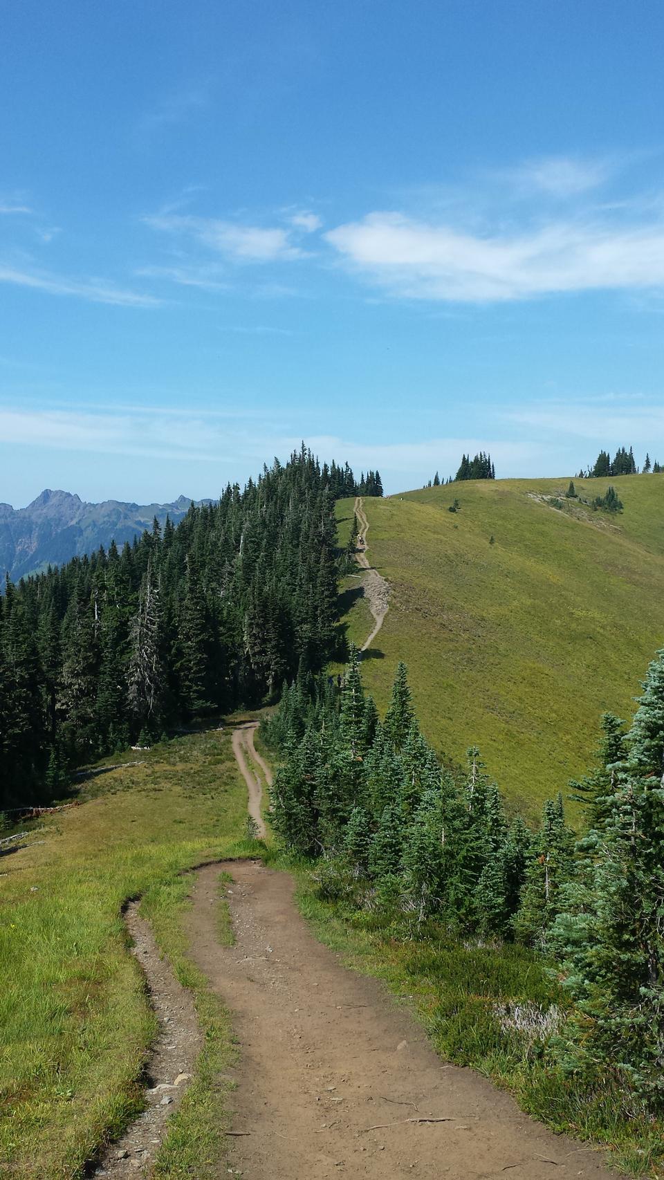 Free download high resolution image - free image free photo free stock image public domain picture  Mt. Baker Wildflowers