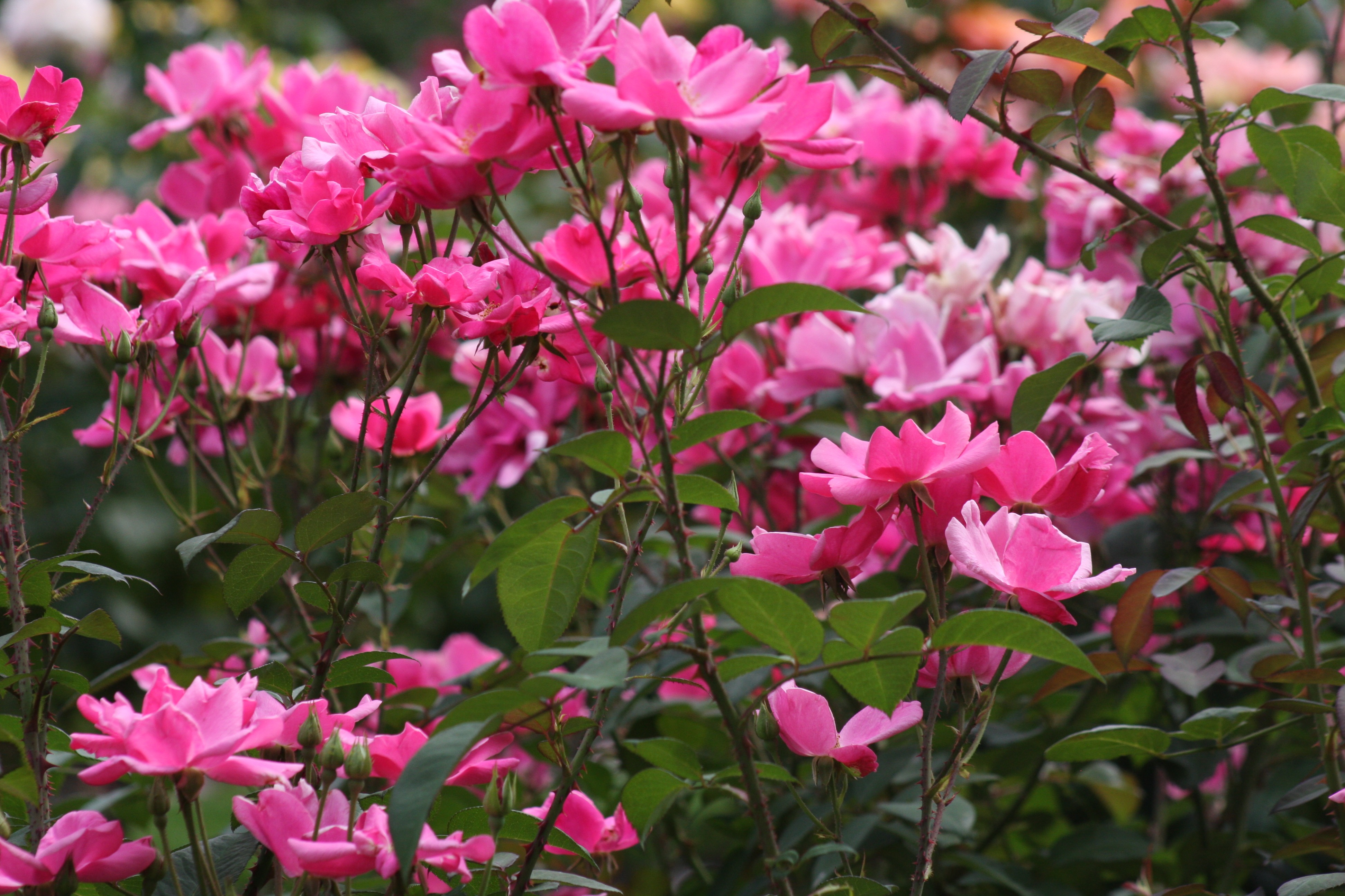 Free download high resolution image - free image free photo free stock image public domain picture -Roses at Washington Park International Rose Test Garden