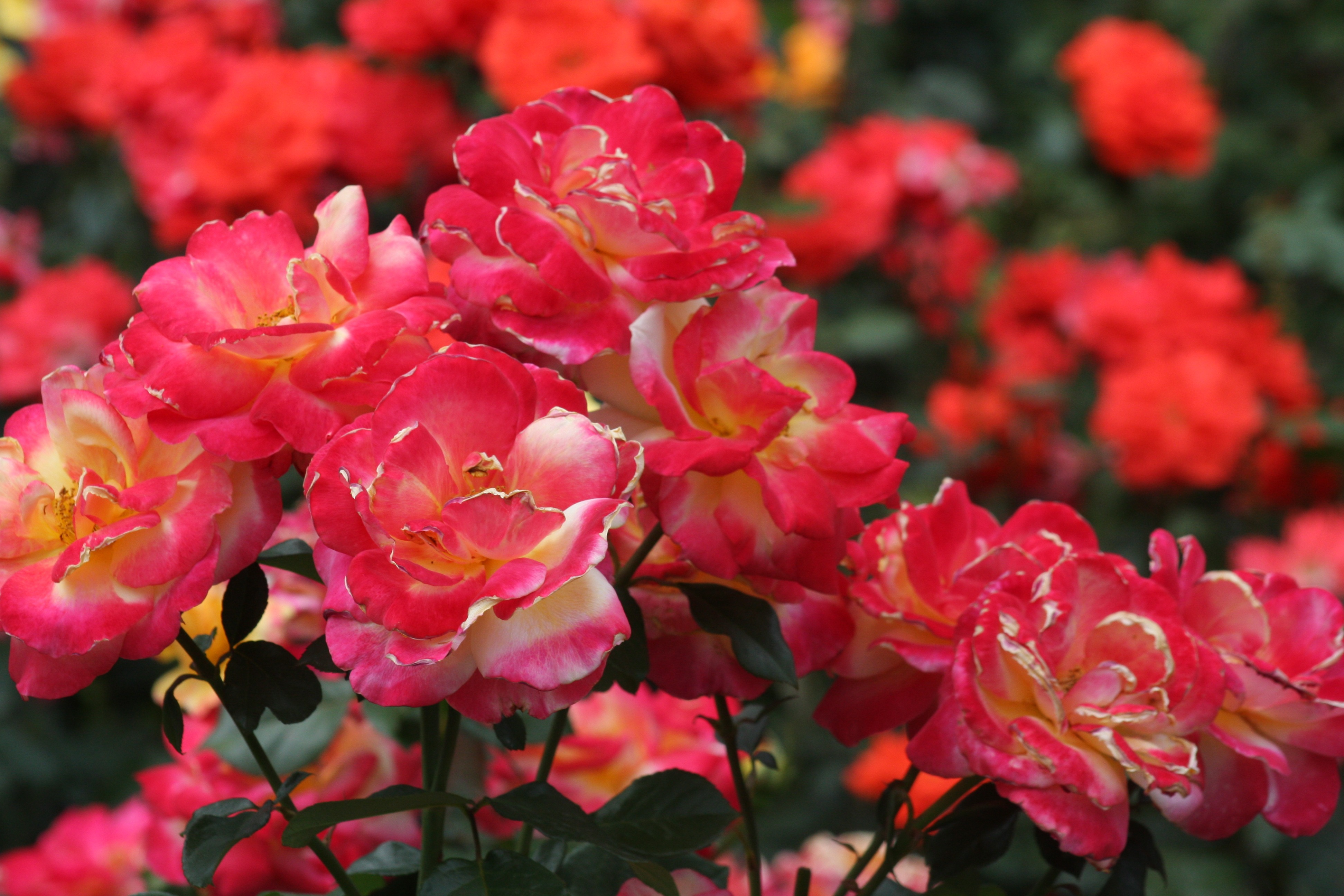 Free download high resolution image - free image free photo free stock image public domain picture -Roses at Washington Park International Rose Test Garden