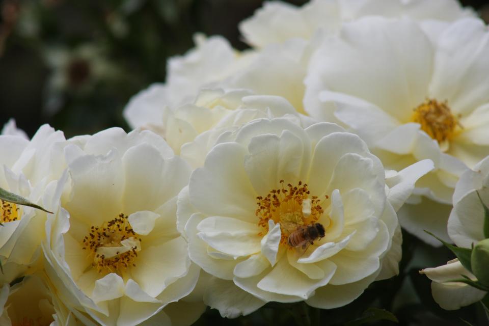 Free download high resolution image - free image free photo free stock image public domain picture  Roses at Washington Park International Rose Test Garden