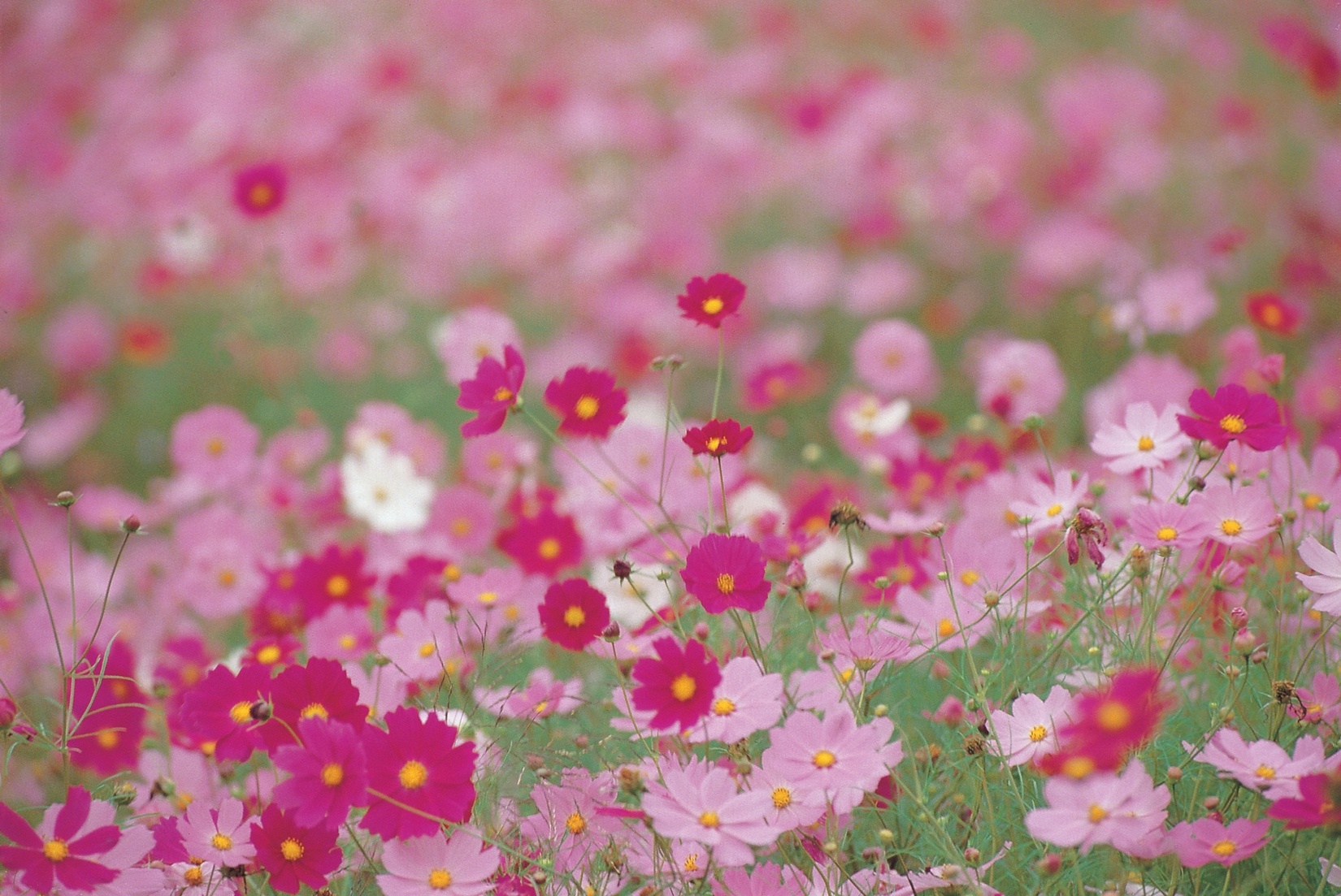 Free download high resolution image - free image free photo free stock image public domain picture -Cosmos flowers,beautiful purple and red flowers blooming