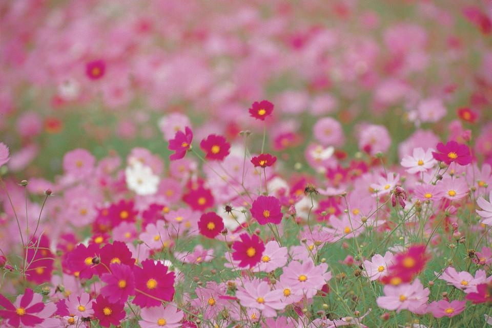 Free download high resolution image - free image free photo free stock image public domain picture  Cosmos flowers,beautiful purple and red flowers blooming