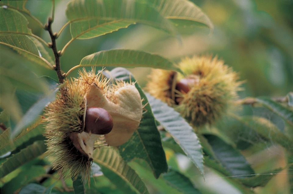 Free download high resolution image - free image free photo free stock image public domain picture  detail of ripe chestnuts