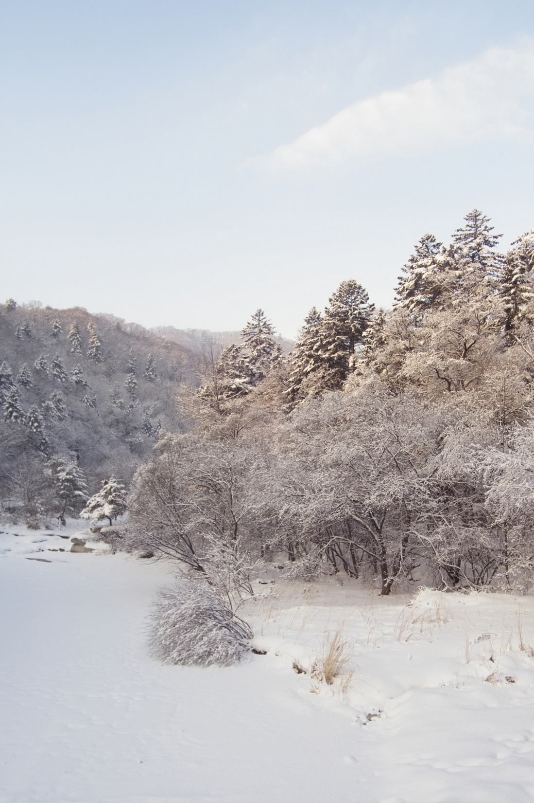 Free download high resolution image - free image free photo free stock image public domain picture -A Snow Covered Little Creek In Winter