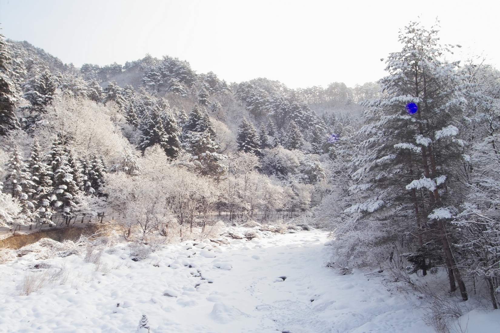 Free download high resolution image - free image free photo free stock image public domain picture -bushes in snow