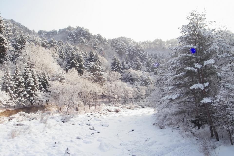 Free download high resolution image - free image free photo free stock image public domain picture  bushes in snow