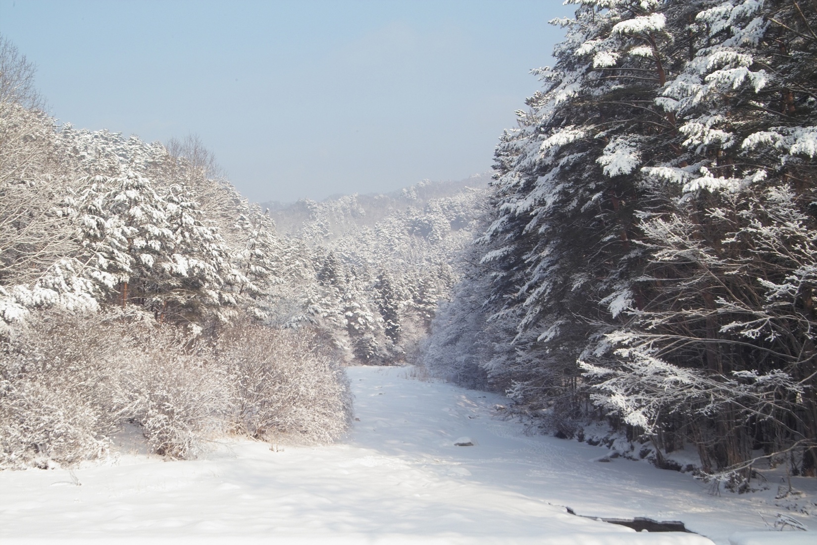 Free download high resolution image - free image free photo free stock image public domain picture -bushes in snow