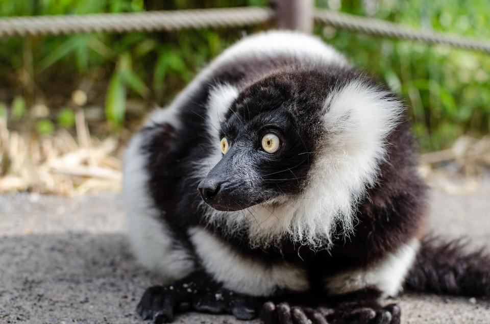 Free download high resolution image - free image free photo free stock image public domain picture  Ruffed Lemur