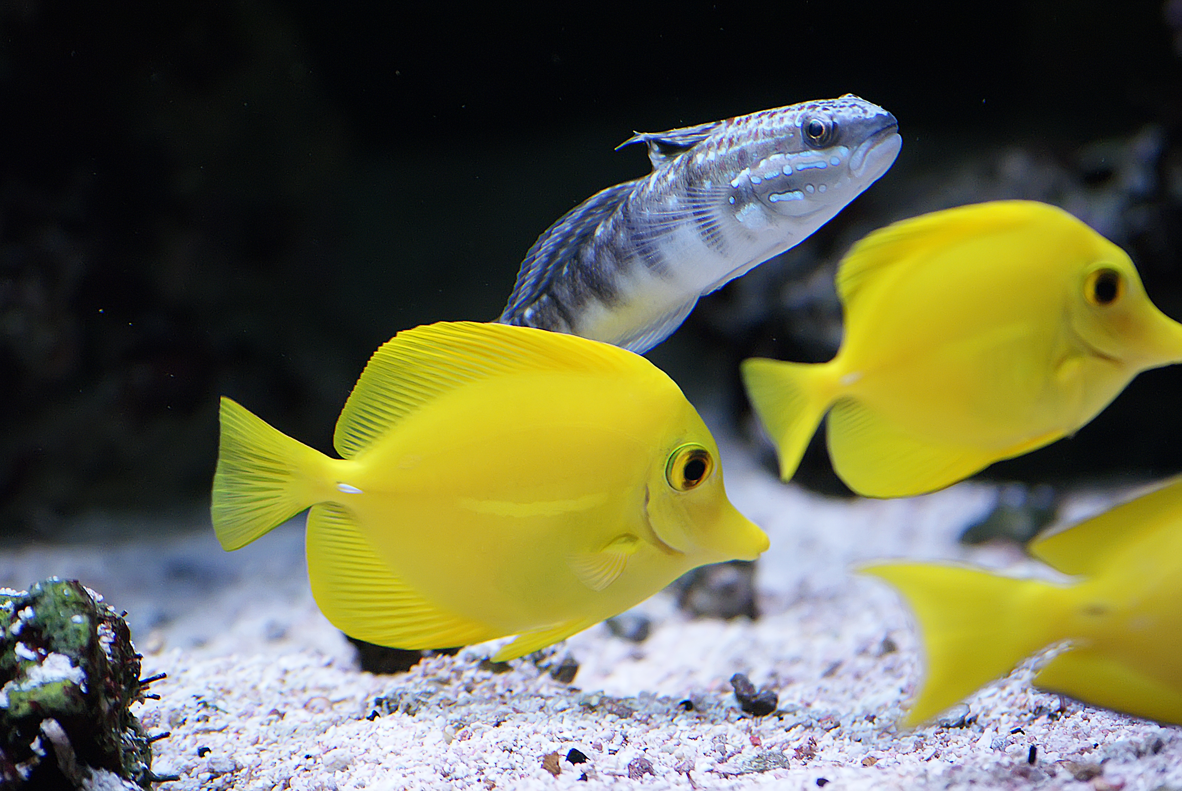 Free download high resolution image - free image free photo free stock image public domain picture -cute little fish in an aquarium