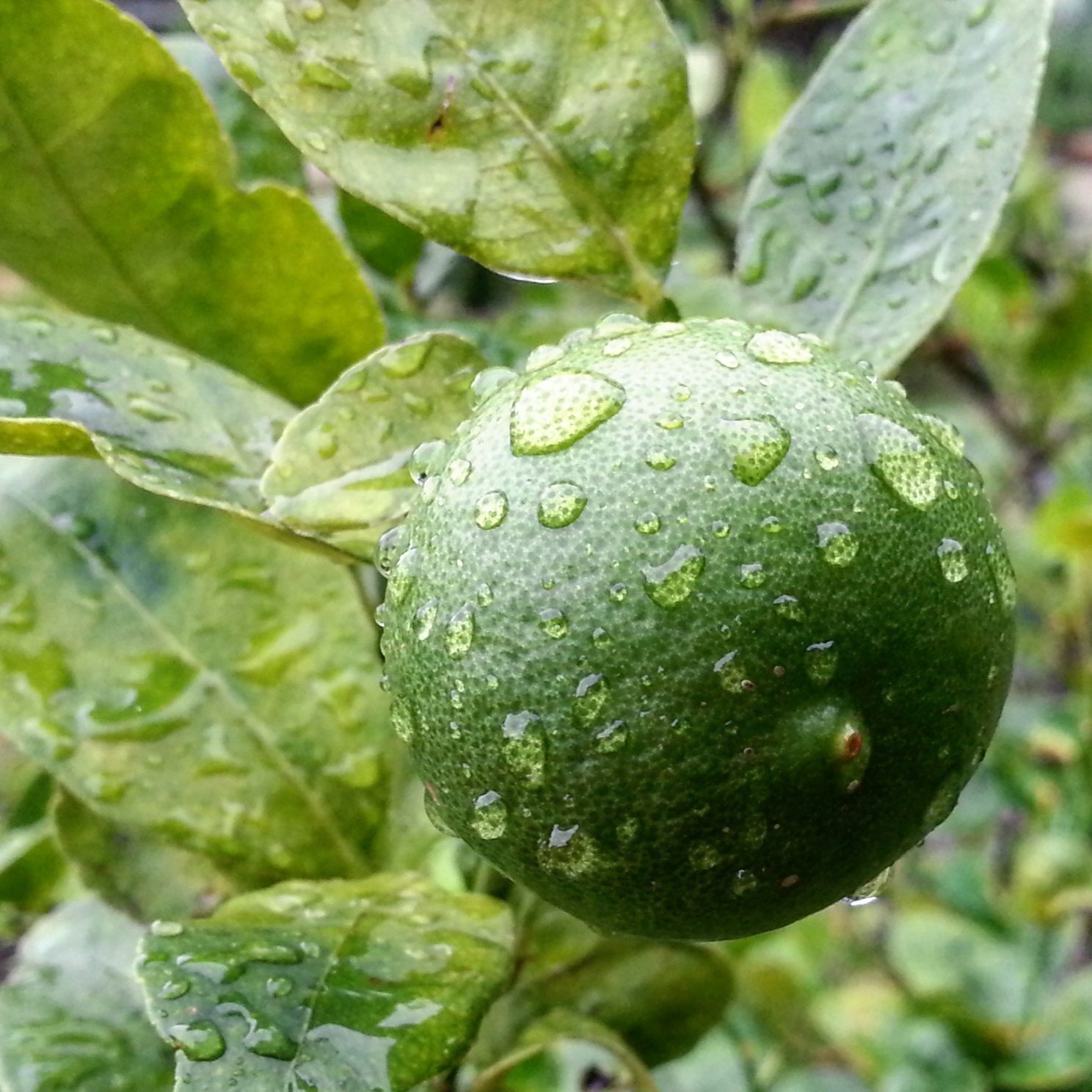 Free download high resolution image - free image free photo free stock image public domain picture -Limes in garden after raining