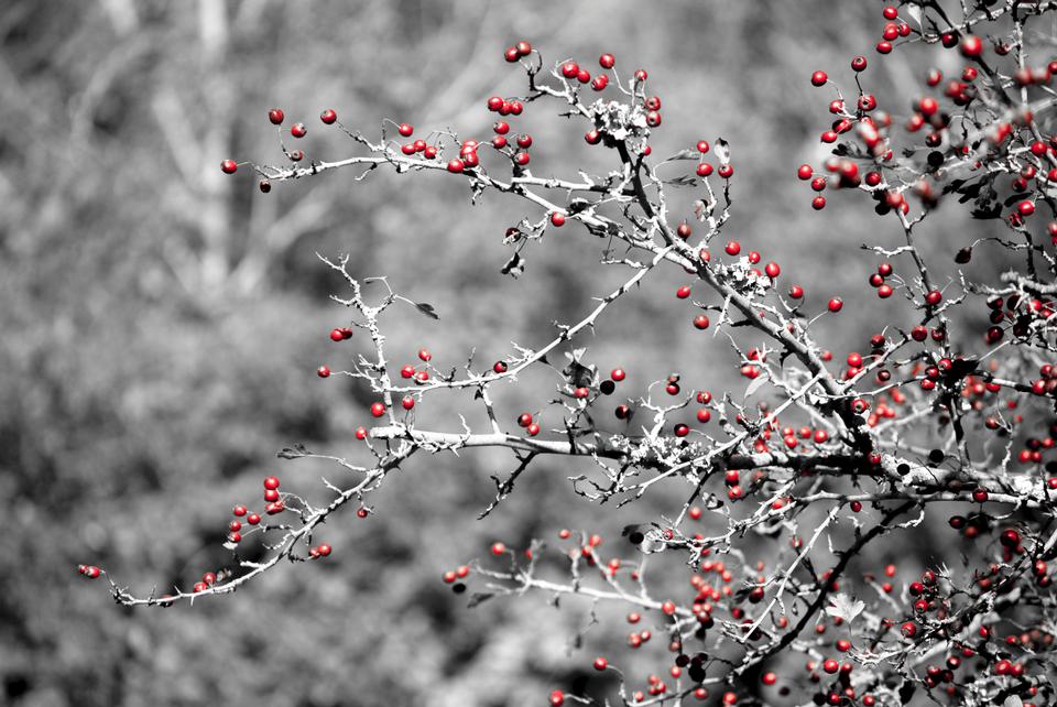 Free download high resolution image - free image free photo free stock image public domain picture  red coffee cherry