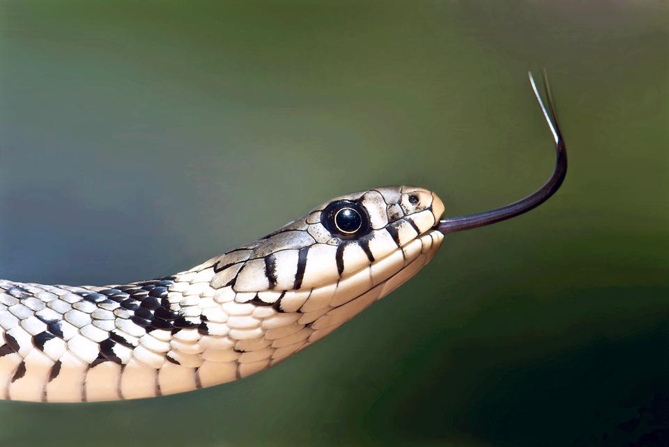 Free download high resolution image - free image free photo free stock image public domain picture  Grass snake adult moving his tongue