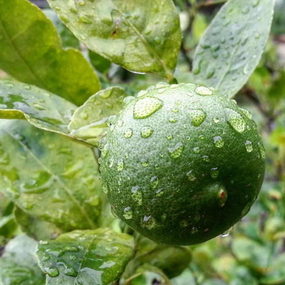 Free download high resolution image - free image free photo free stock image public domain picture  Limes in garden after raining