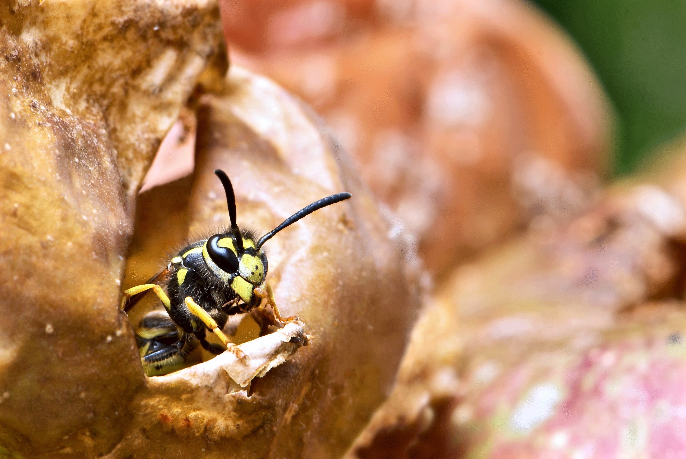 Free download high resolution image - free image free photo free stock image public domain picture -Honey Bee on Yellow Flower, Close Up