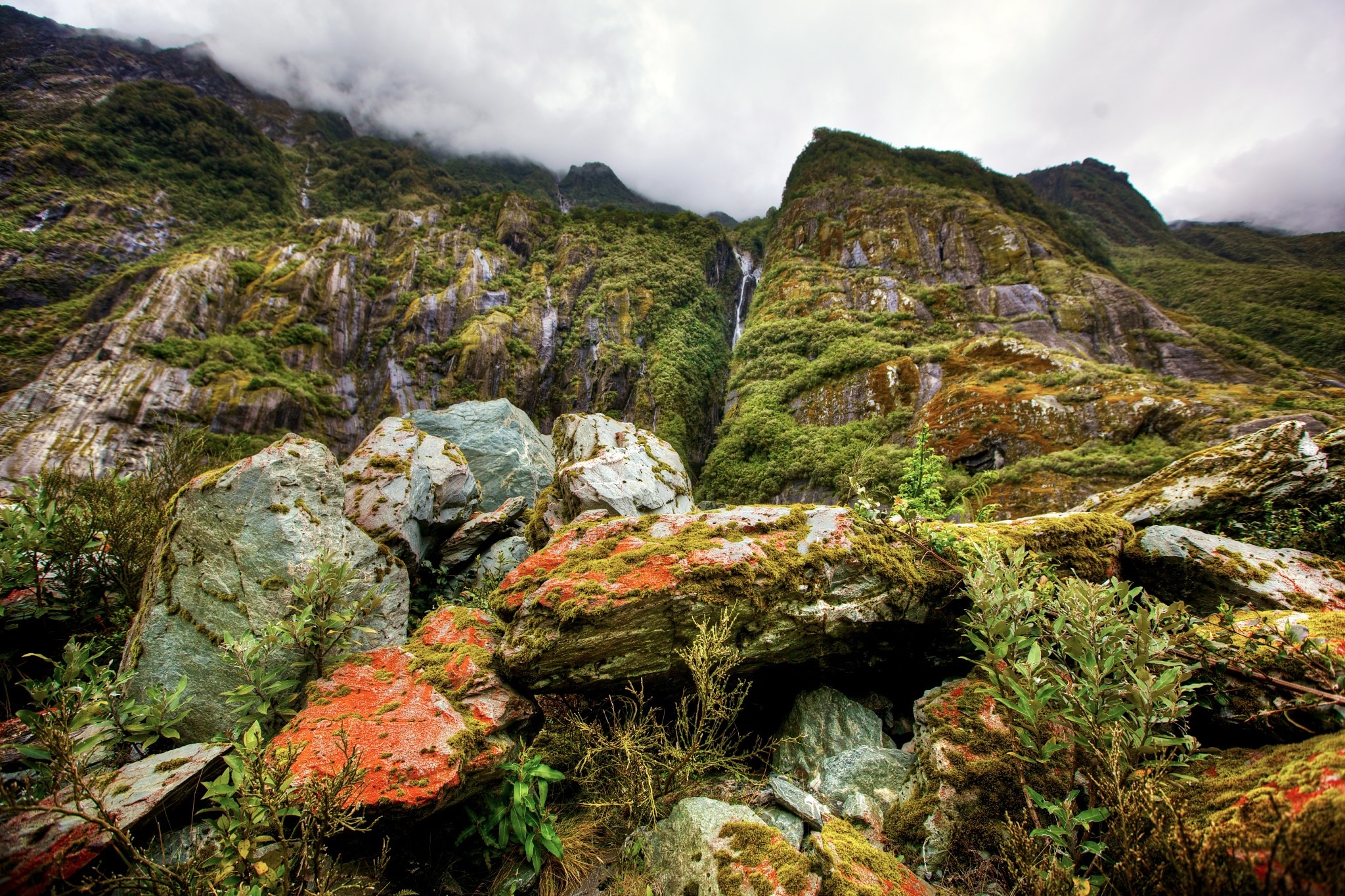 Free download high resolution image - free image free photo free stock image public domain picture -Catlins, Southland, Rainforest