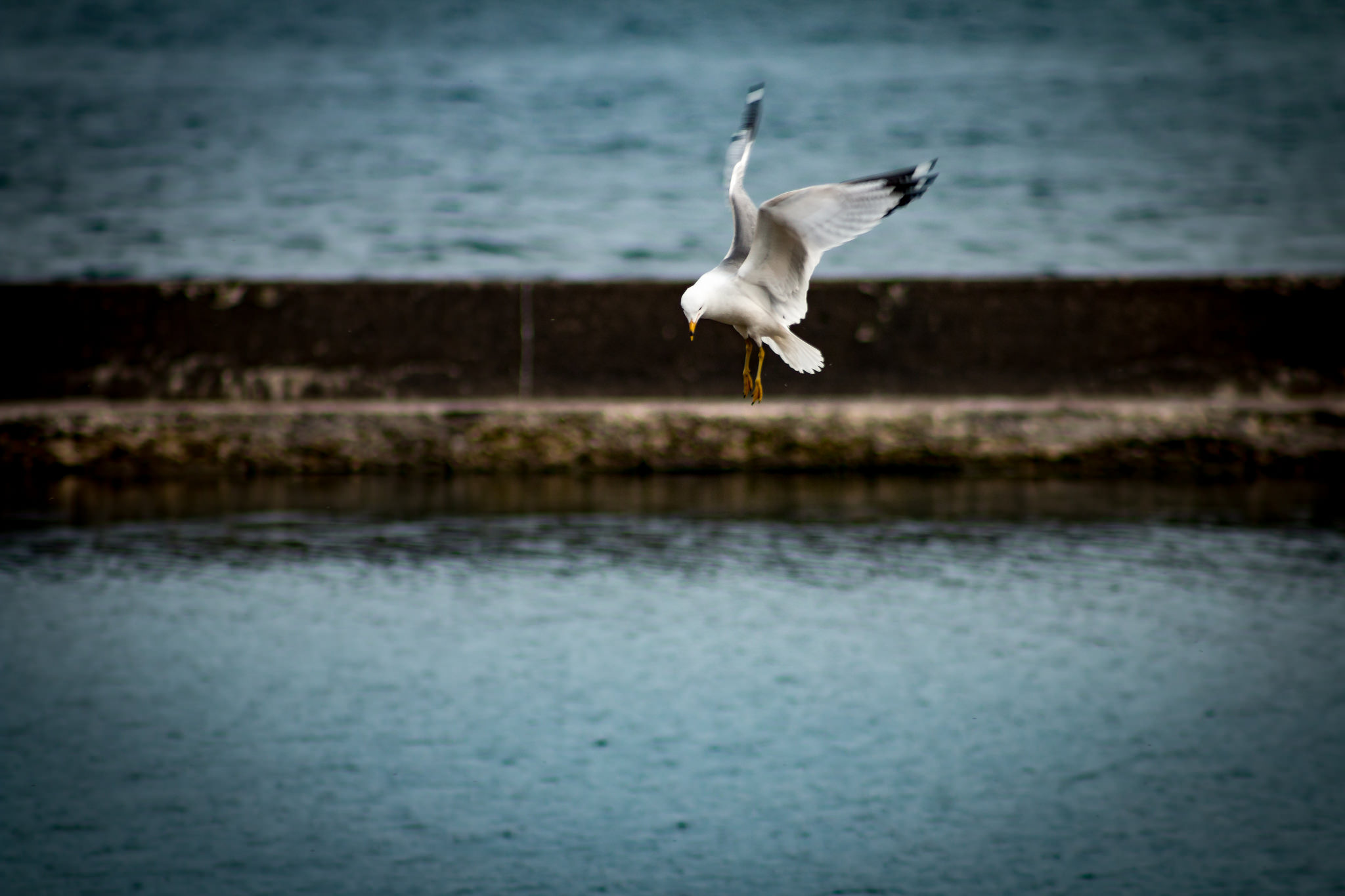 Free download high resolution image - free image free photo free stock image public domain picture -Flying seagulls