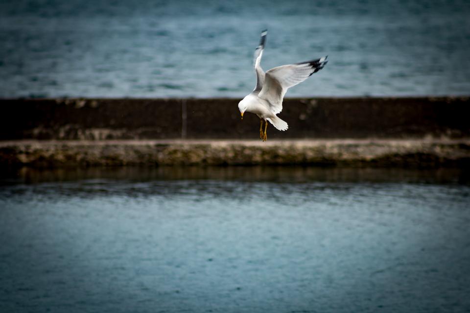 Free download high resolution image - free image free photo free stock image public domain picture  Flying seagulls