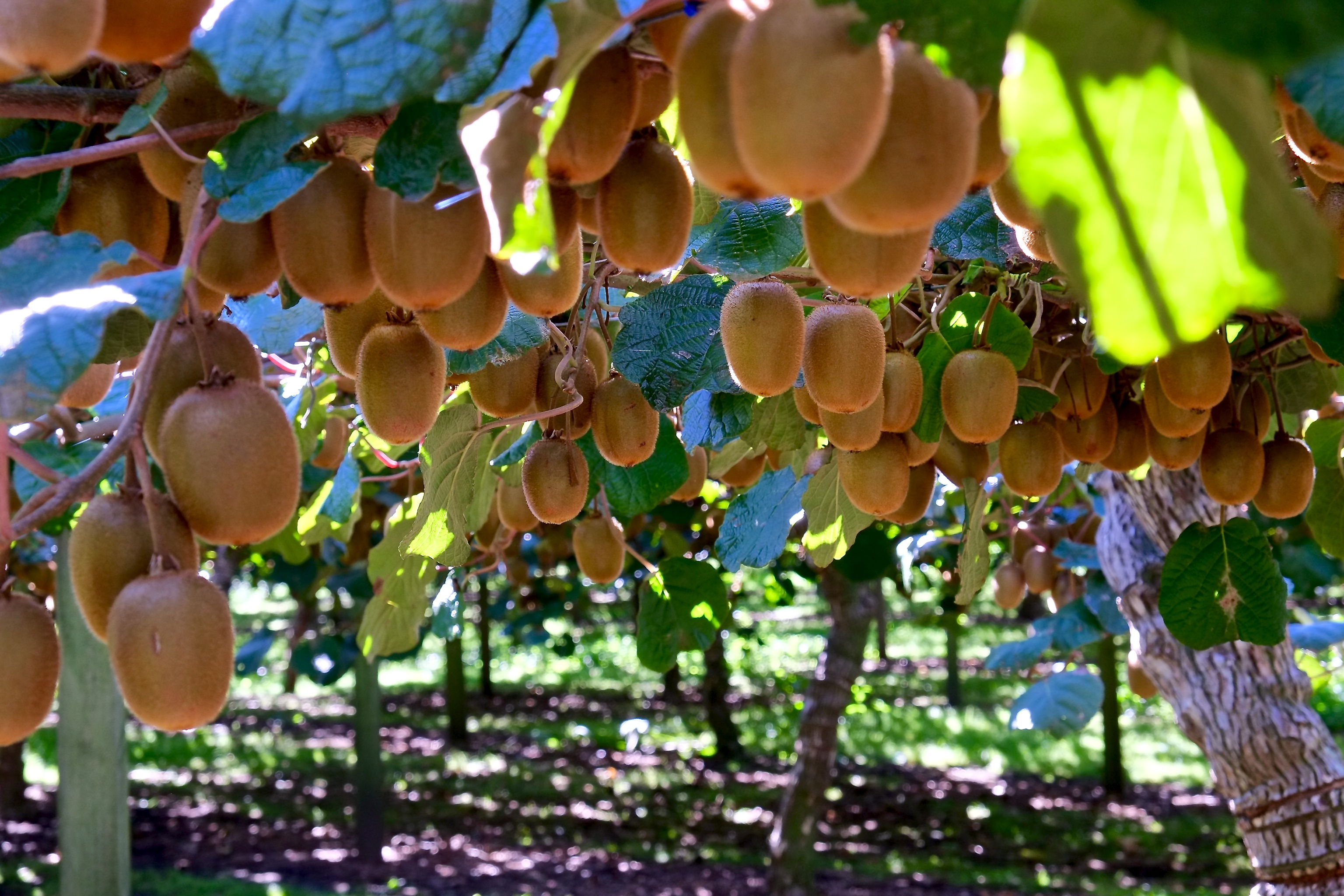 Free download high resolution image - free image free photo free stock image public domain picture -Kiwi Plant