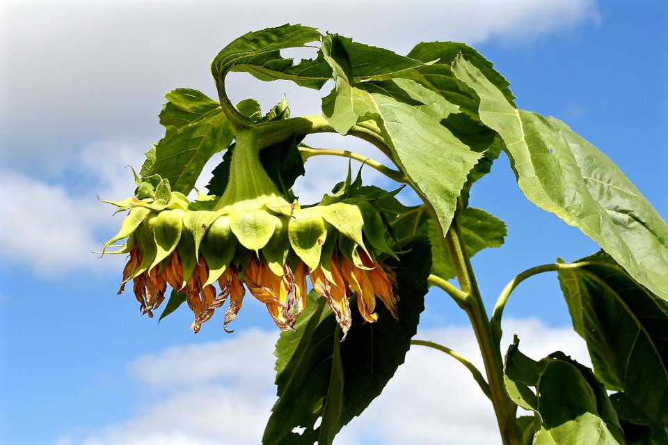 Free download high resolution image - free image free photo free stock image public domain picture  Sunflower under blue sky