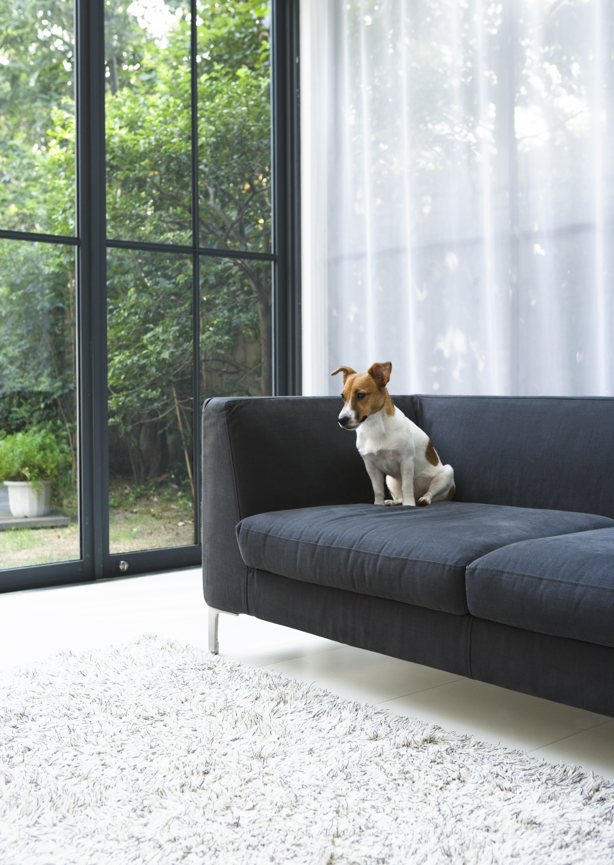 Free download high resolution image - free image free photo free stock image public domain picture -Contemporary living room with the sitting dog