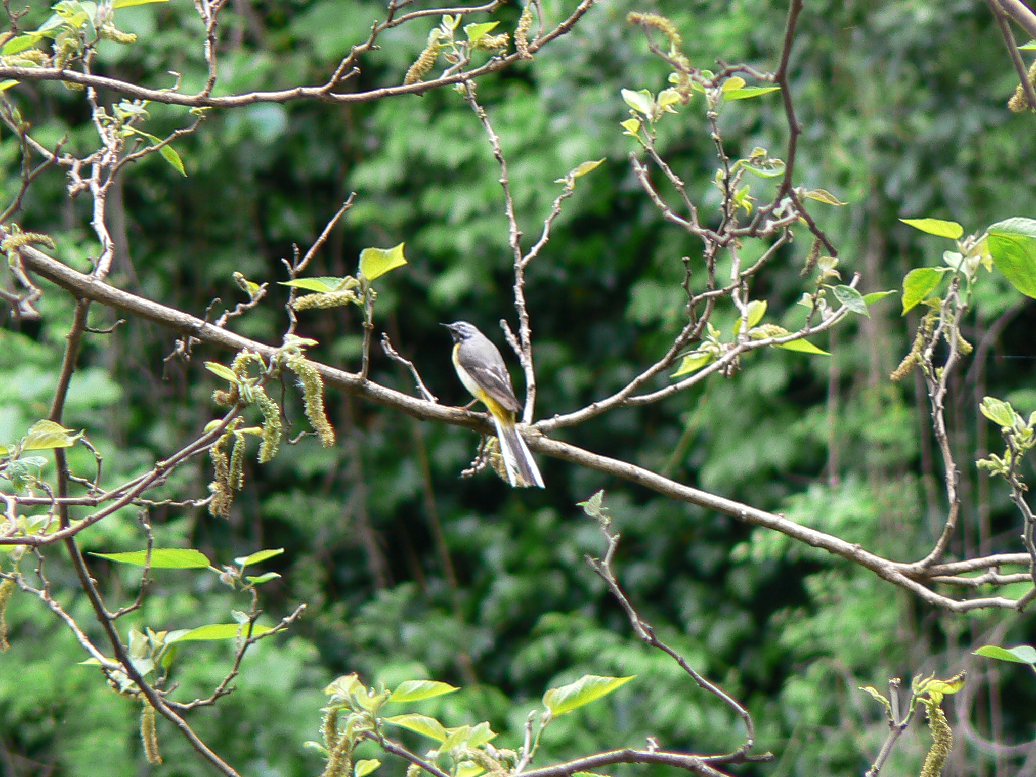 Free download high resolution image - free image free photo free stock image public domain picture -Beautiful bird on the branch