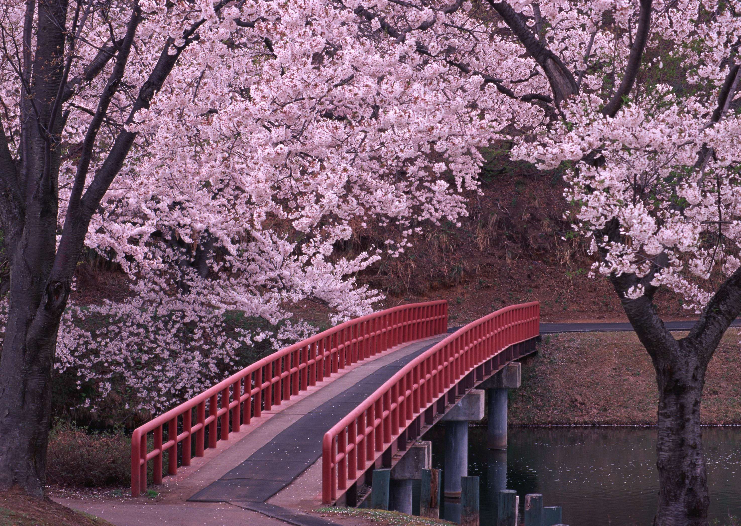 Free download high resolution image - free image free photo free stock image public domain picture -Branches of a cherry tree at sakura season in spring