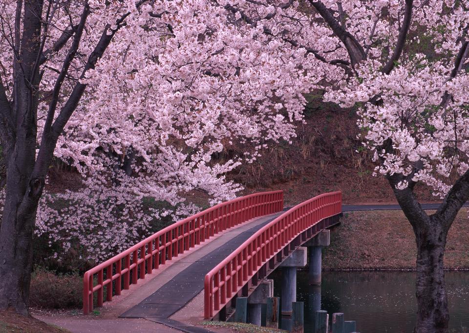 Free download high resolution image - free image free photo free stock image public domain picture  Branches of a cherry tree at sakura season in spring