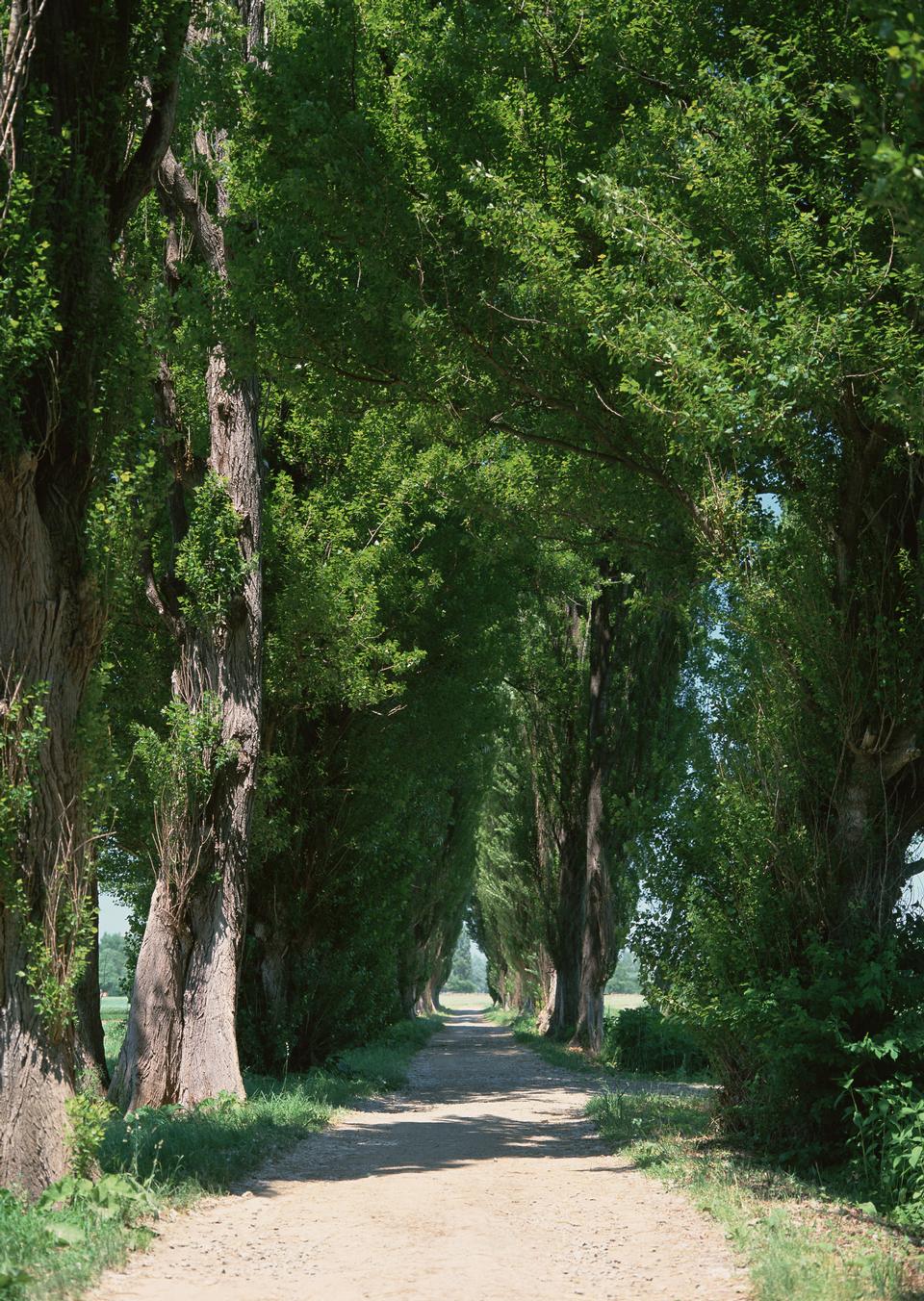 Free download high resolution image - free image free photo free stock image public domain picture  road in forest