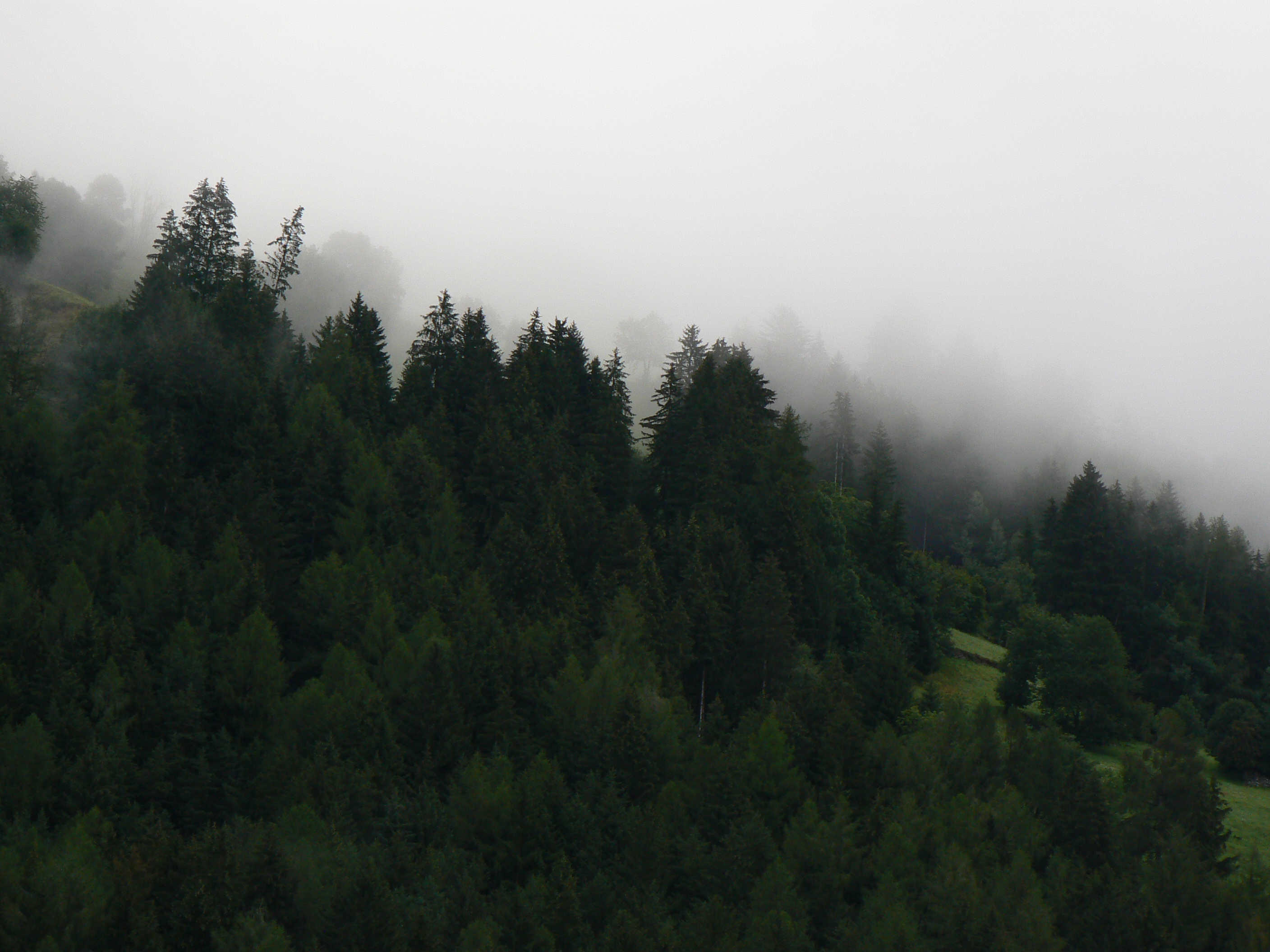 Free download high resolution image - free image free photo free stock image public domain picture -Forested mountain slope in low lying cloud with the evergreen