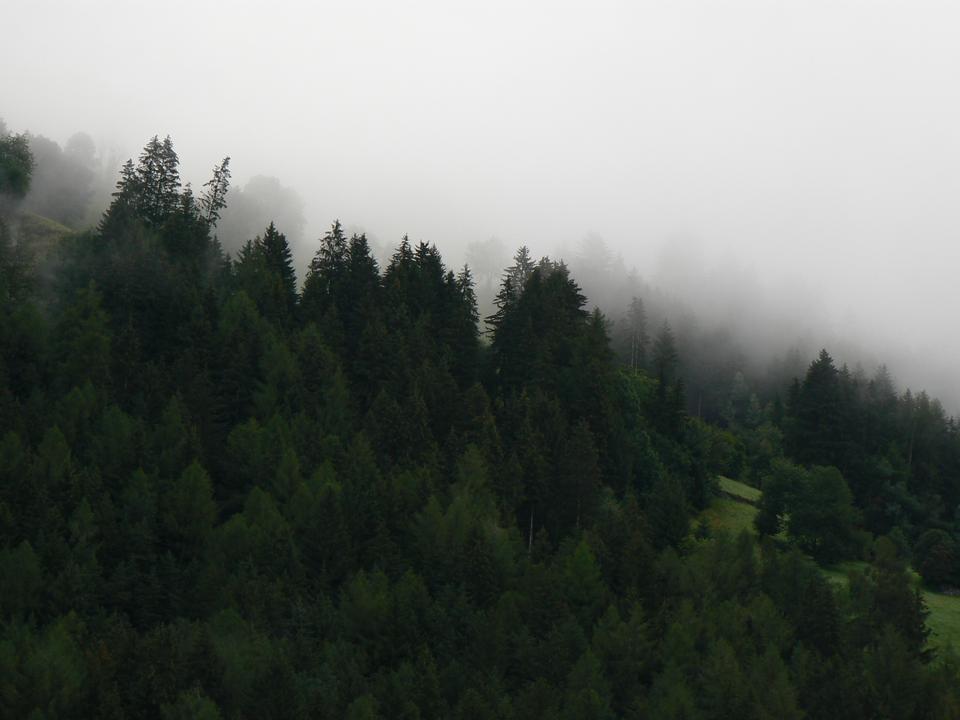 Free download high resolution image - free image free photo free stock image public domain picture  Forested mountain slope in low lying cloud with the evergreen