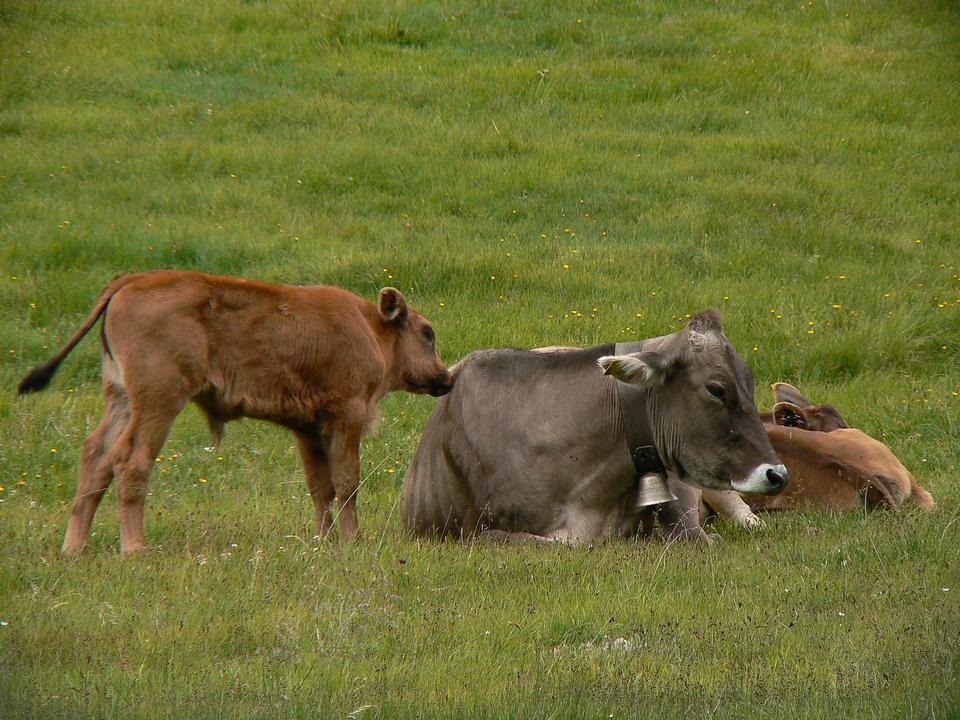 Free download high resolution image - free image free photo free stock image public domain picture  Cows relaxing in the grass