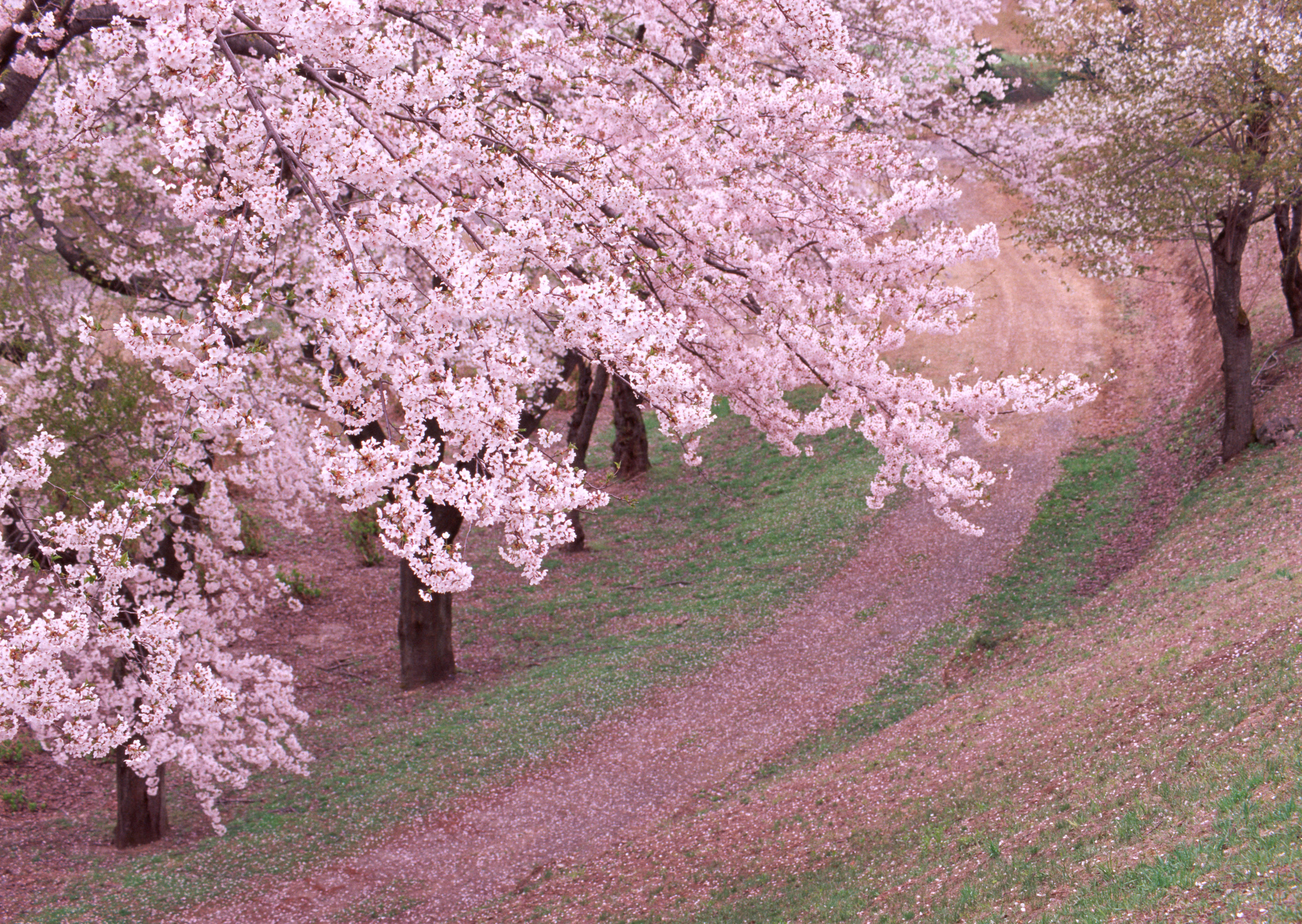 Free download high resolution image - free image free photo free stock image public domain picture -Beautiful cherry blossoms landscape