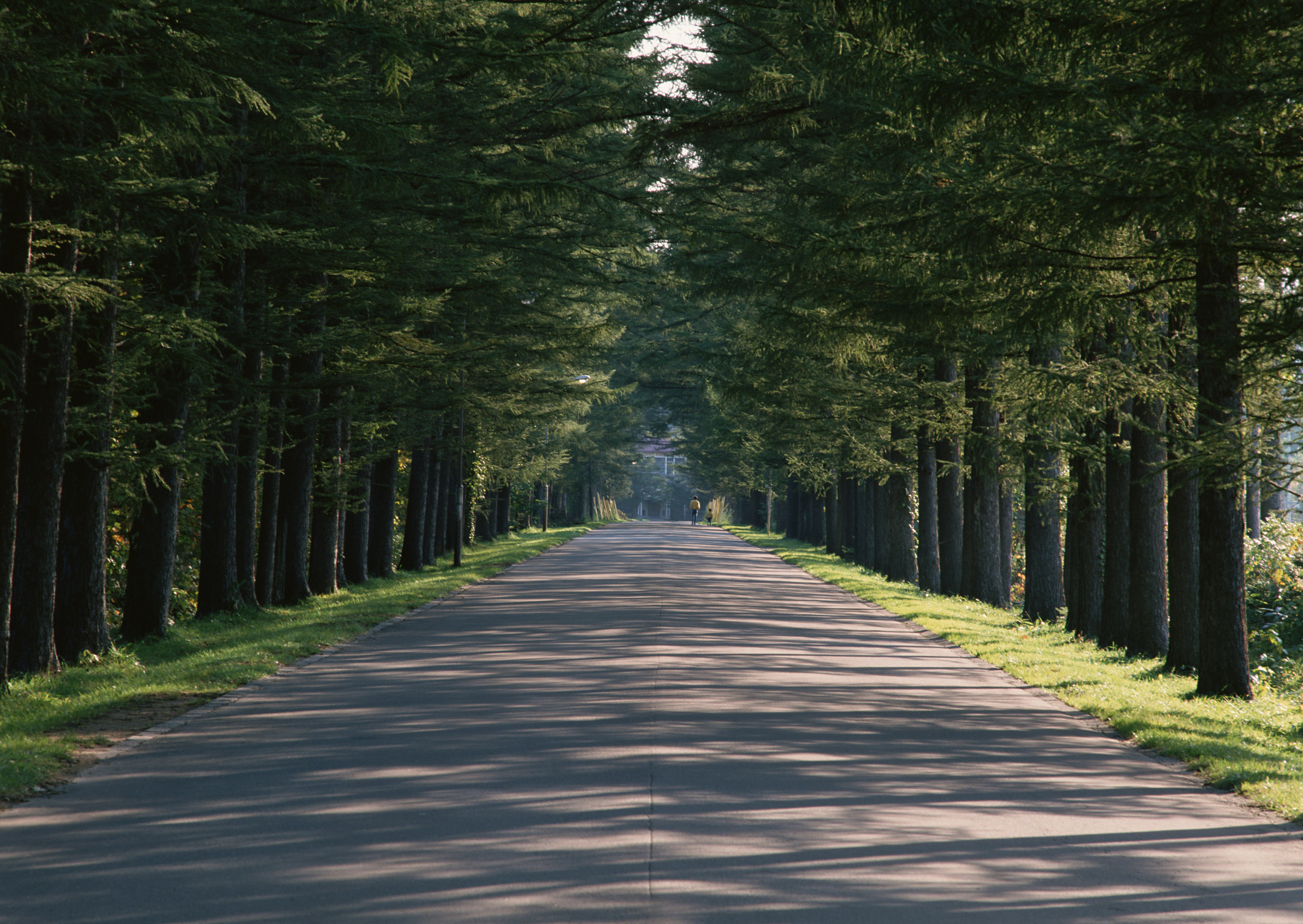 Free download high resolution image - free image free photo free stock image public domain picture -Fresh green avenue