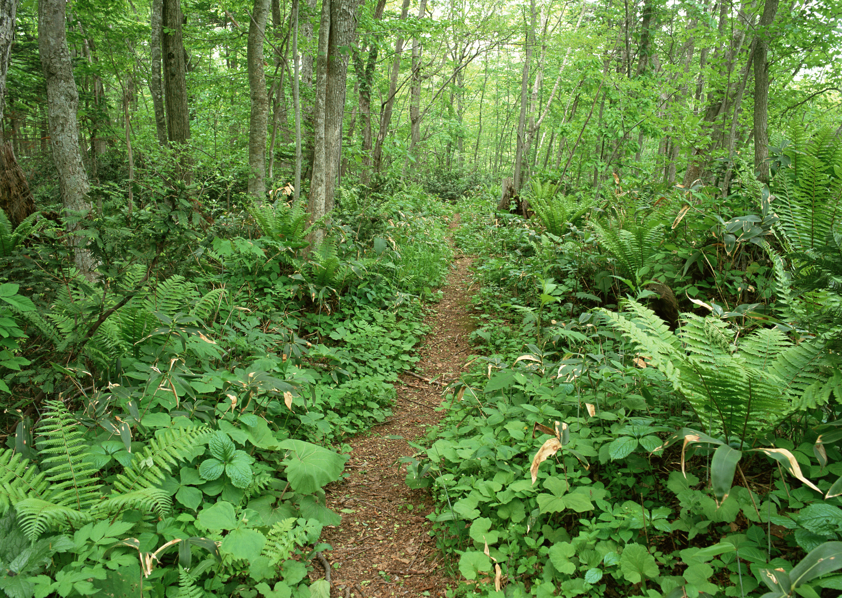 Free download high resolution image - free image free photo free stock image public domain picture -road in forest