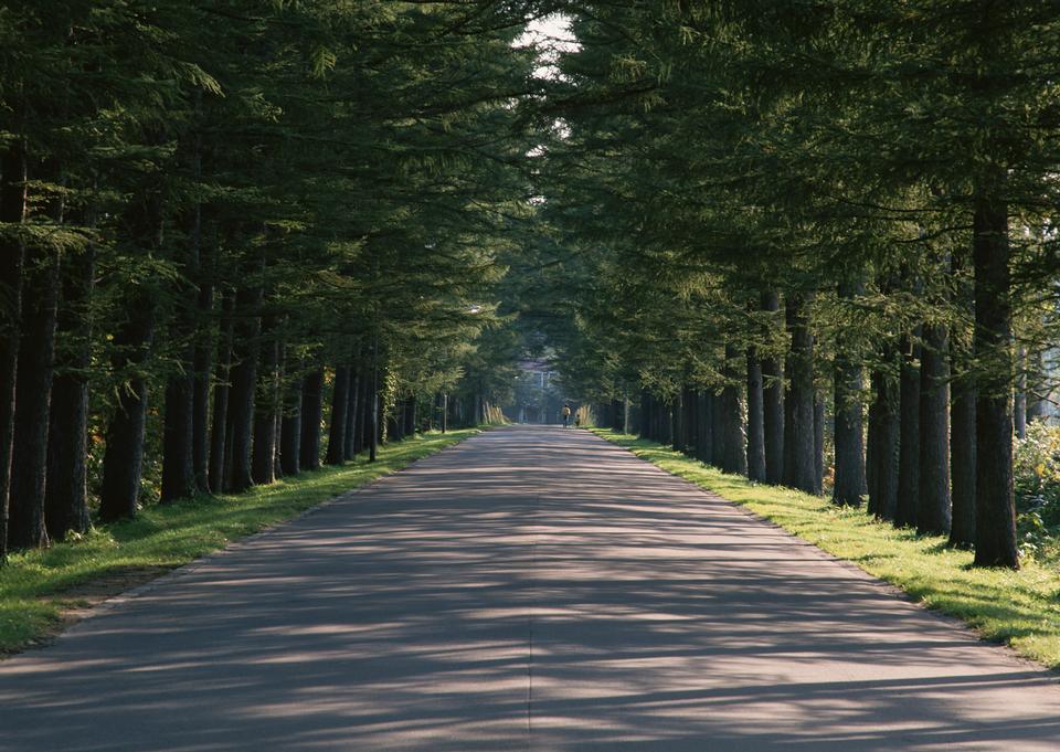 Free download high resolution image - free image free photo free stock image public domain picture  Fresh green avenue