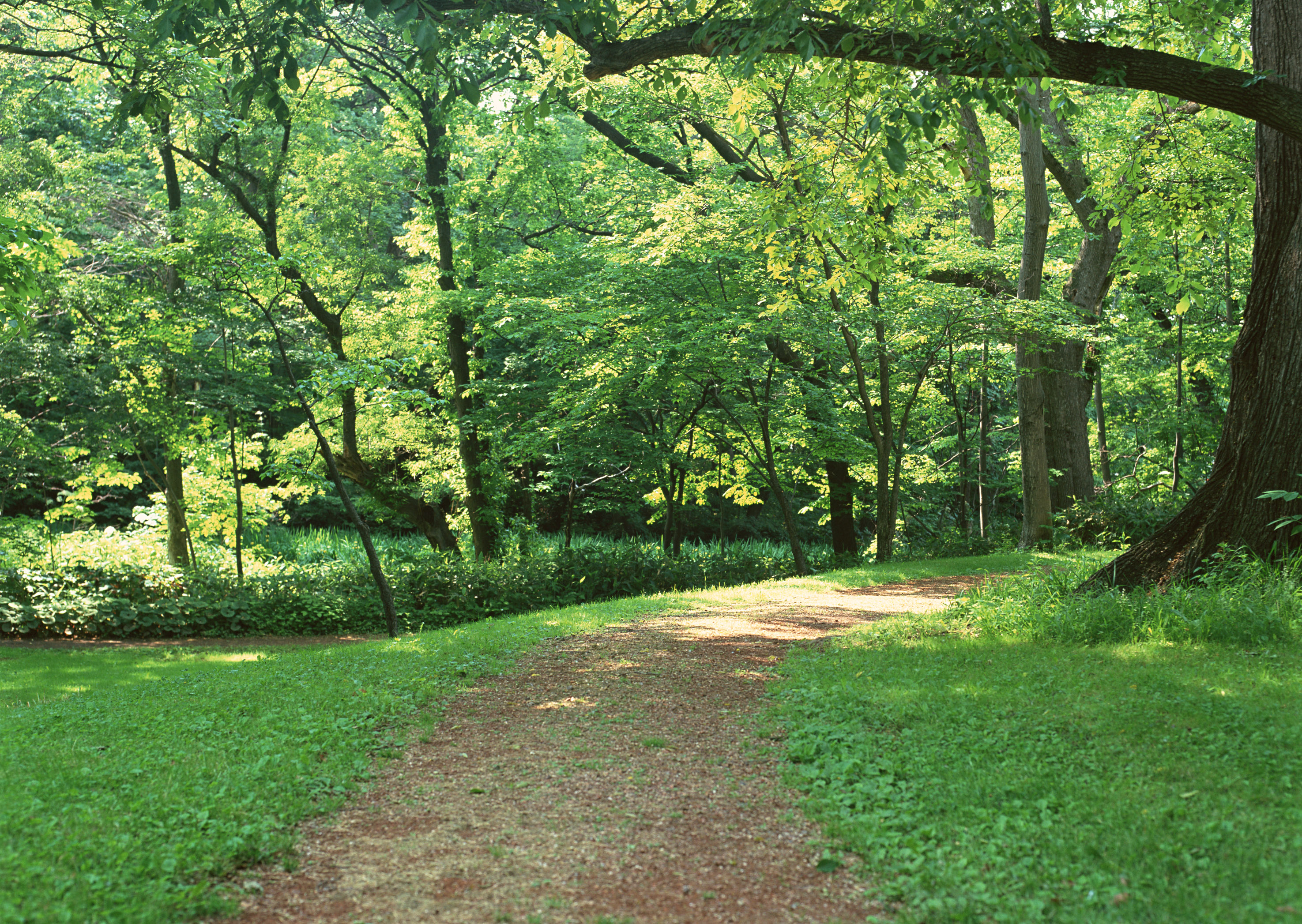 Free download high resolution image - free image free photo free stock image public domain picture -road in forest