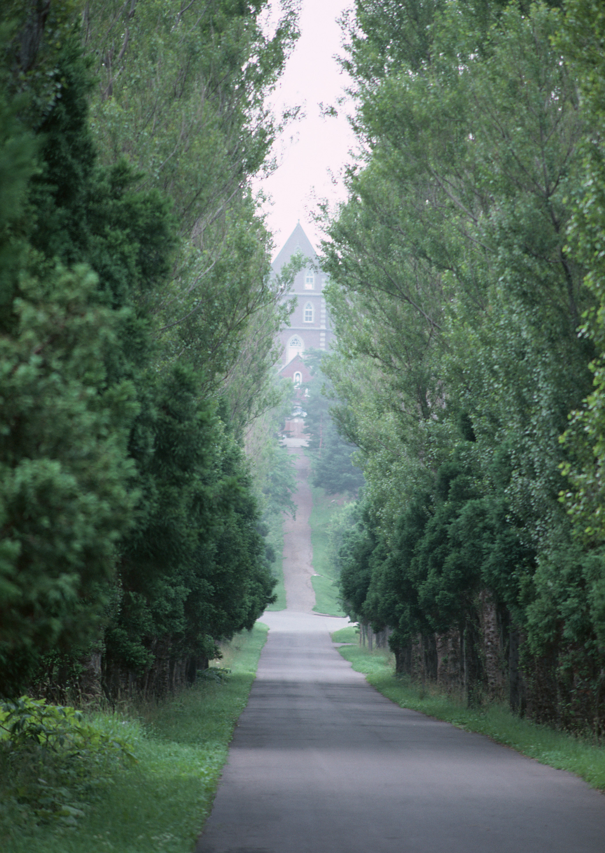 Free download high resolution image - free image free photo free stock image public domain picture -Fresh green avenue