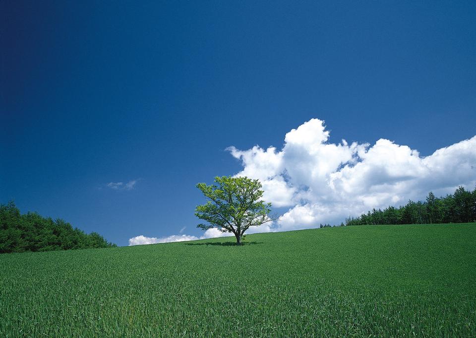 Free download high resolution image - free image free photo free stock image public domain picture  Beatiful morning green field with blue heaven