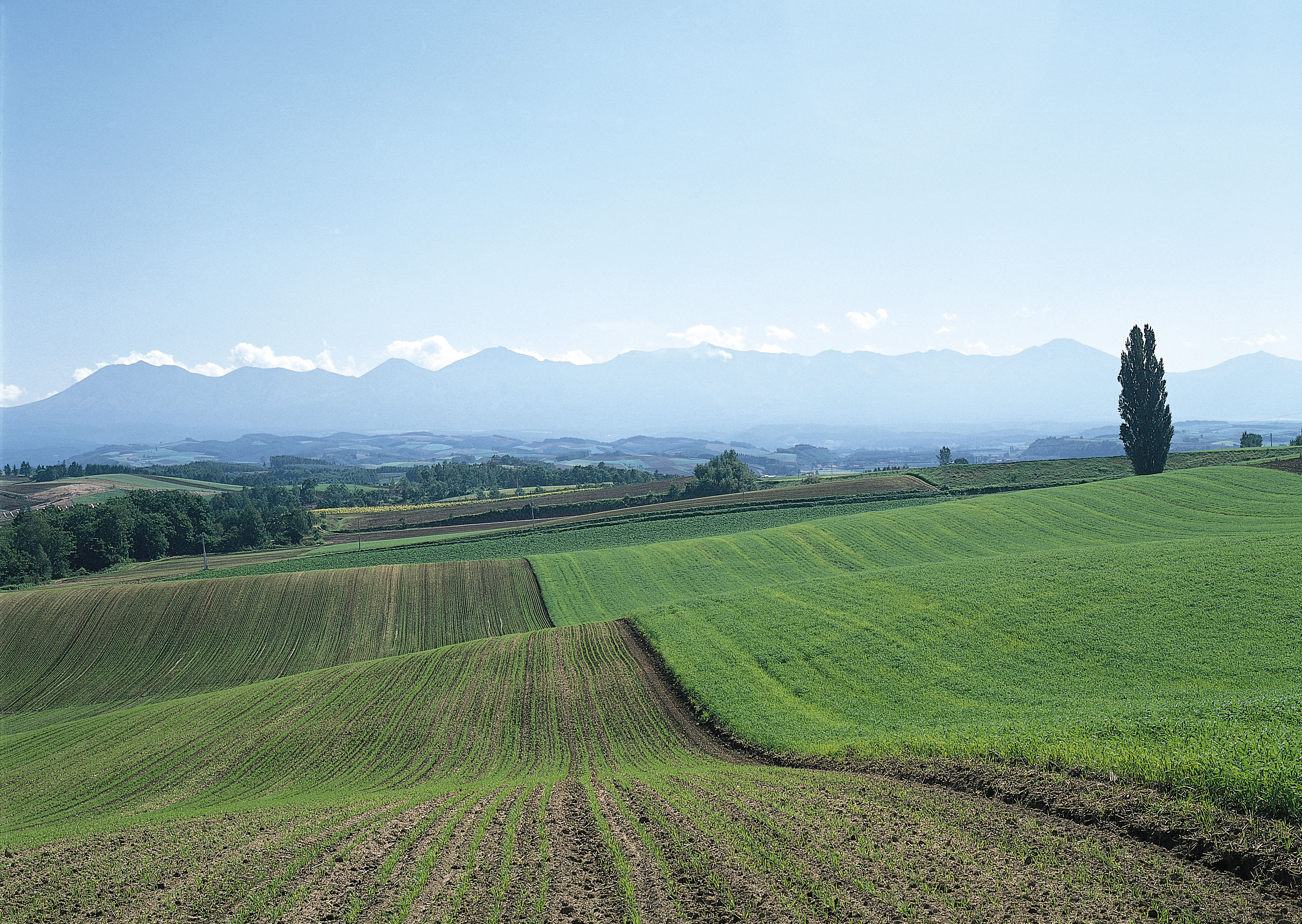 Free download high resolution image - free image free photo free stock image public domain picture -Green fields aerial view before harvest at summer