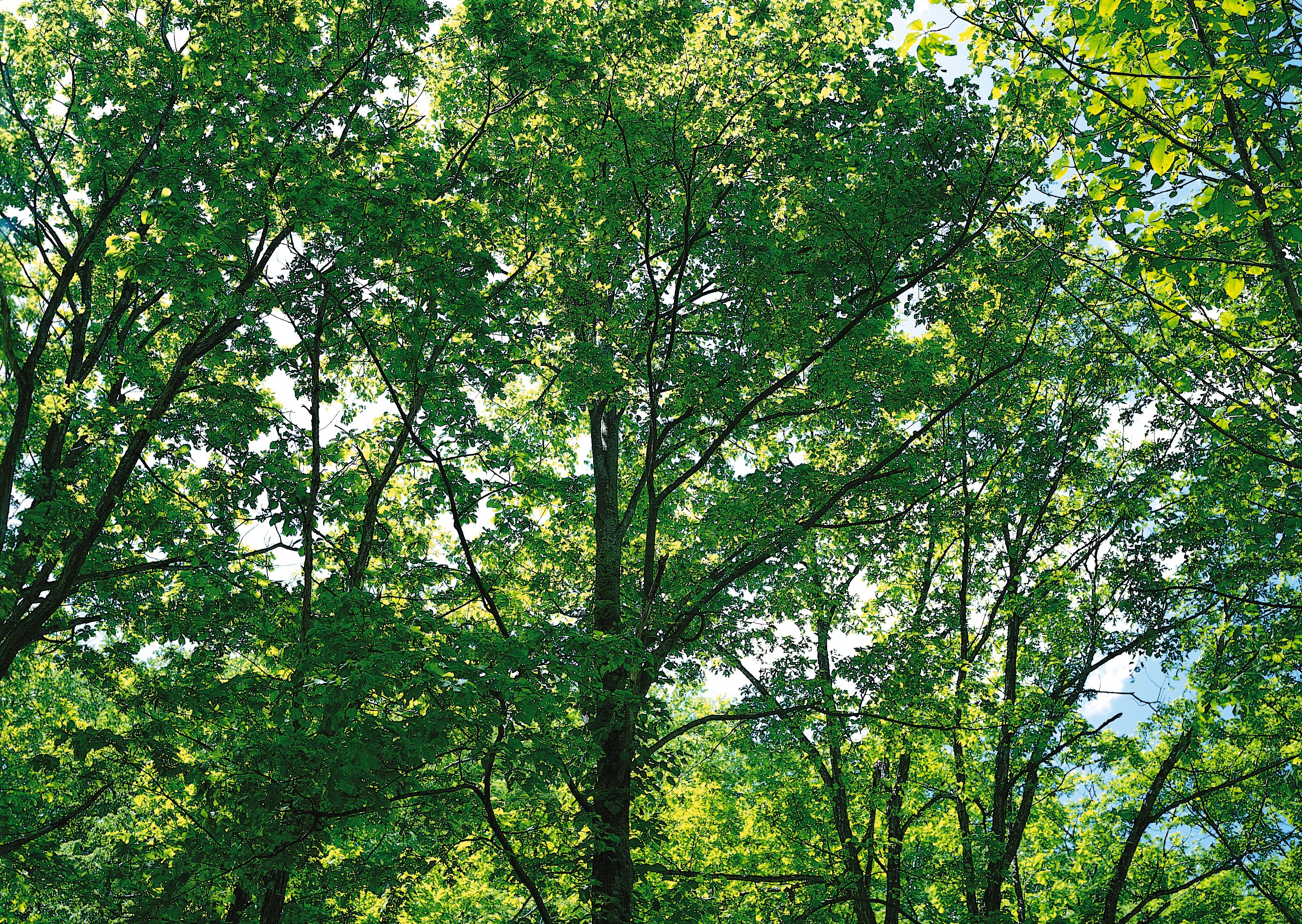 Free download high resolution image - free image free photo free stock image public domain picture -Strong beautiful  sunbeams in the forest