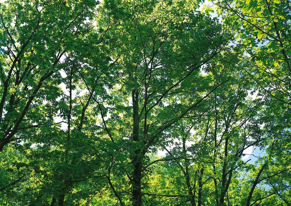 Free download high resolution image - free image free photo free stock image public domain picture  Strong beautiful  sunbeams in the forest