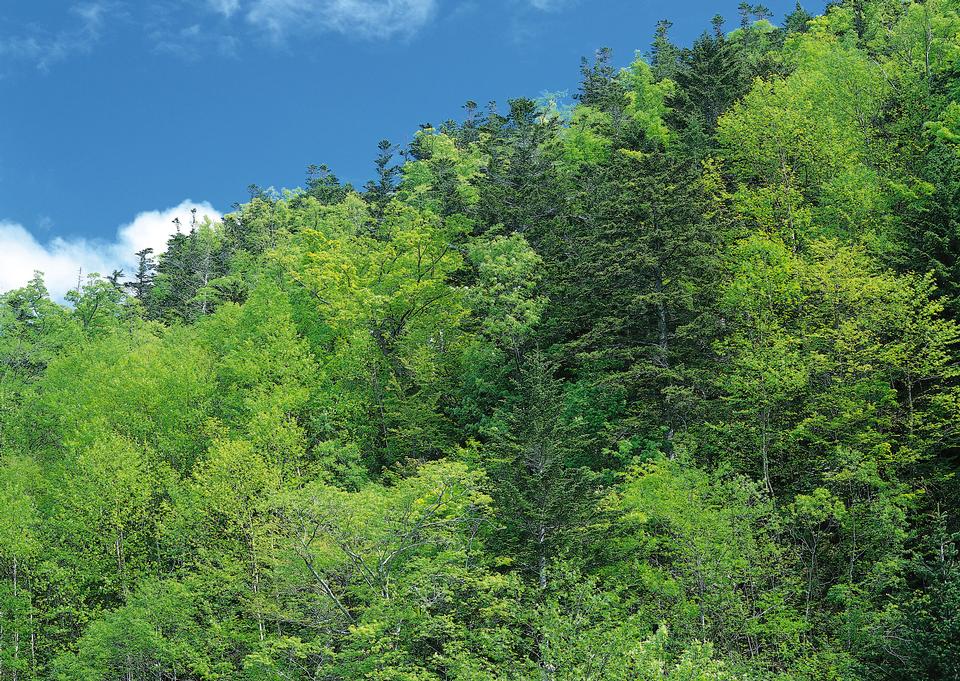 Free download high resolution image - free image free photo free stock image public domain picture  Huge fir trees in the forest against the blue sky.