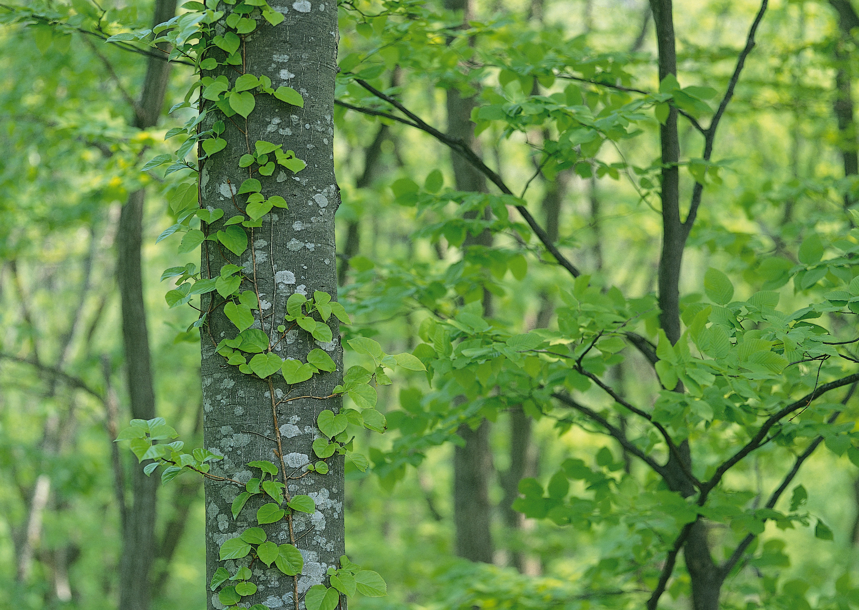 Free download high resolution image - free image free photo free stock image public domain picture -Close up of the ivy covered trunk of a mature tree