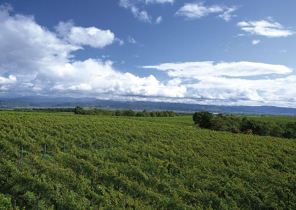 Free download high resolution image - free image free photo free stock image public domain picture  Vineyard hills with wine barrels.