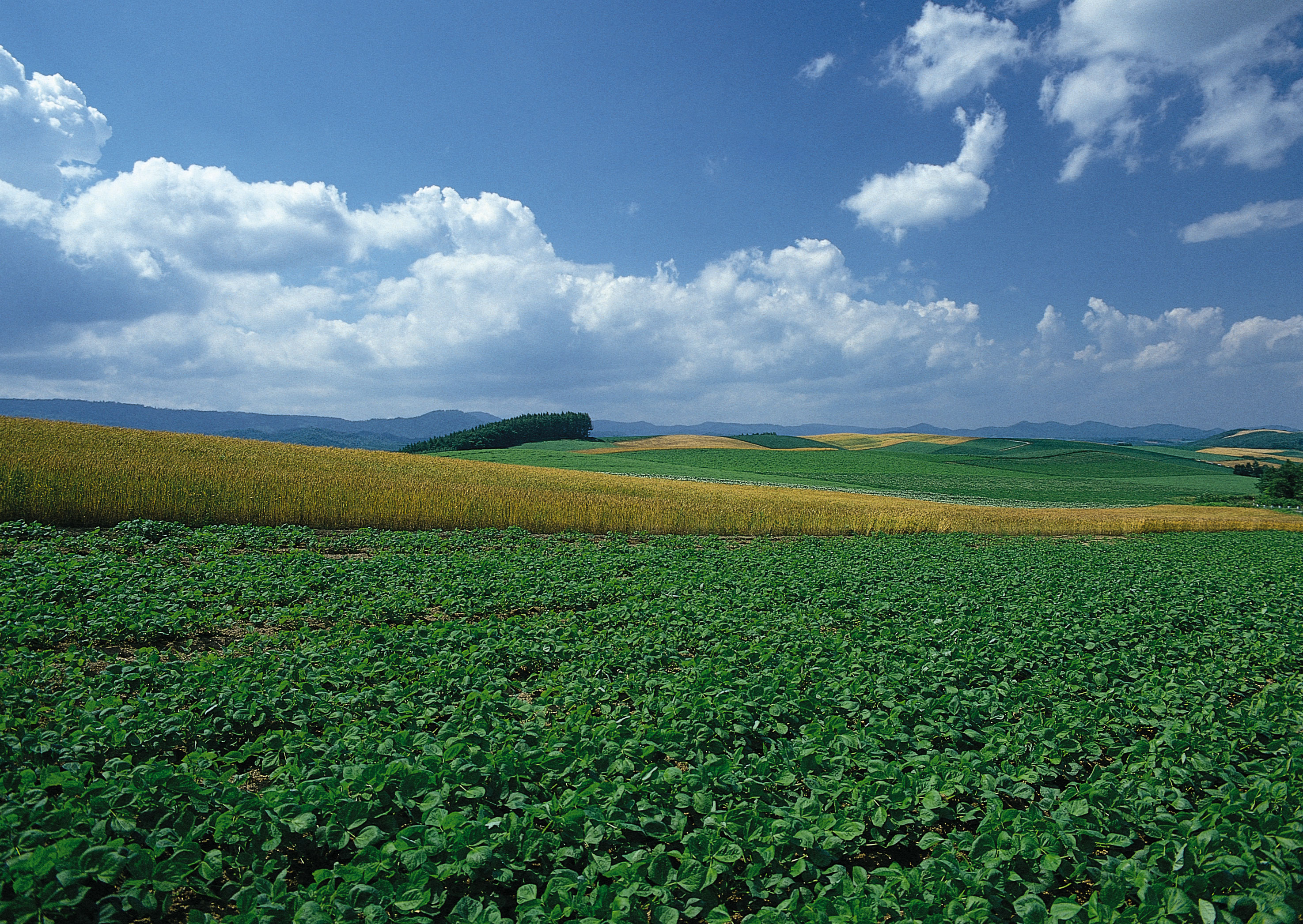 Free download high resolution image - free image free photo free stock image public domain picture -Soy plant in field with blue sky and white fluffy clouds