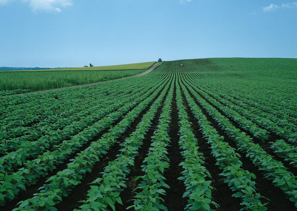 Free download high resolution image - free image free photo free stock image public domain picture  soybean field with rows of soya bean plants