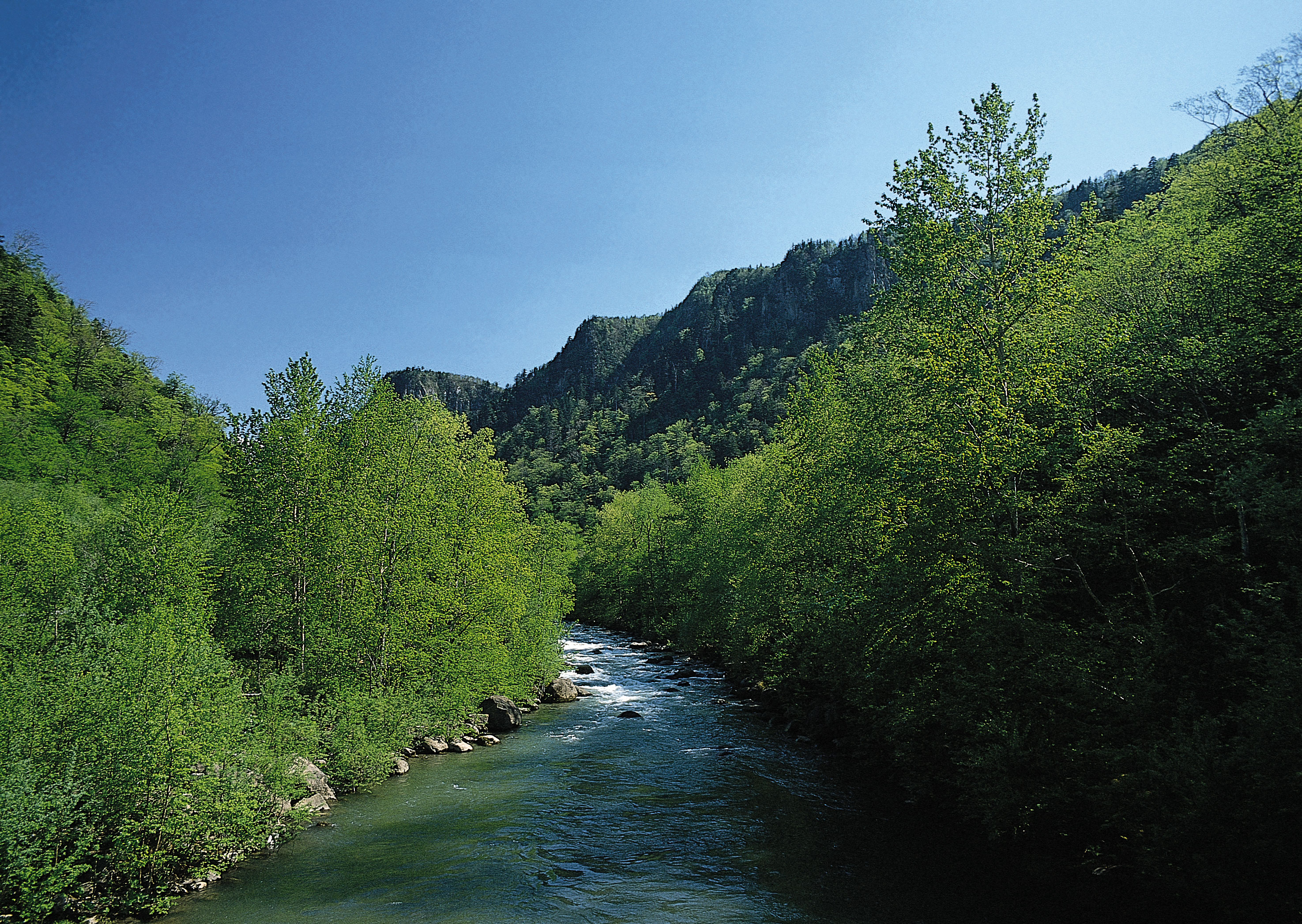 Free download high resolution image - free image free photo free stock image public domain picture -Mountain river among the green forest.