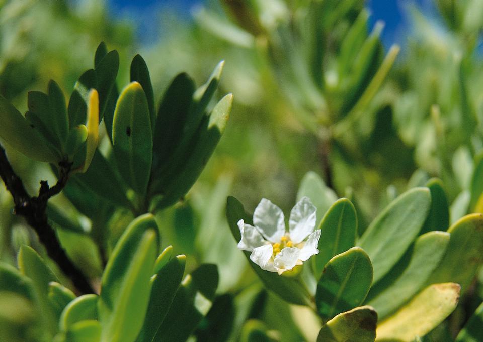 Free download high resolution image - free image free photo free stock image public domain picture  White Camellia sinensis flower on the tea plantation