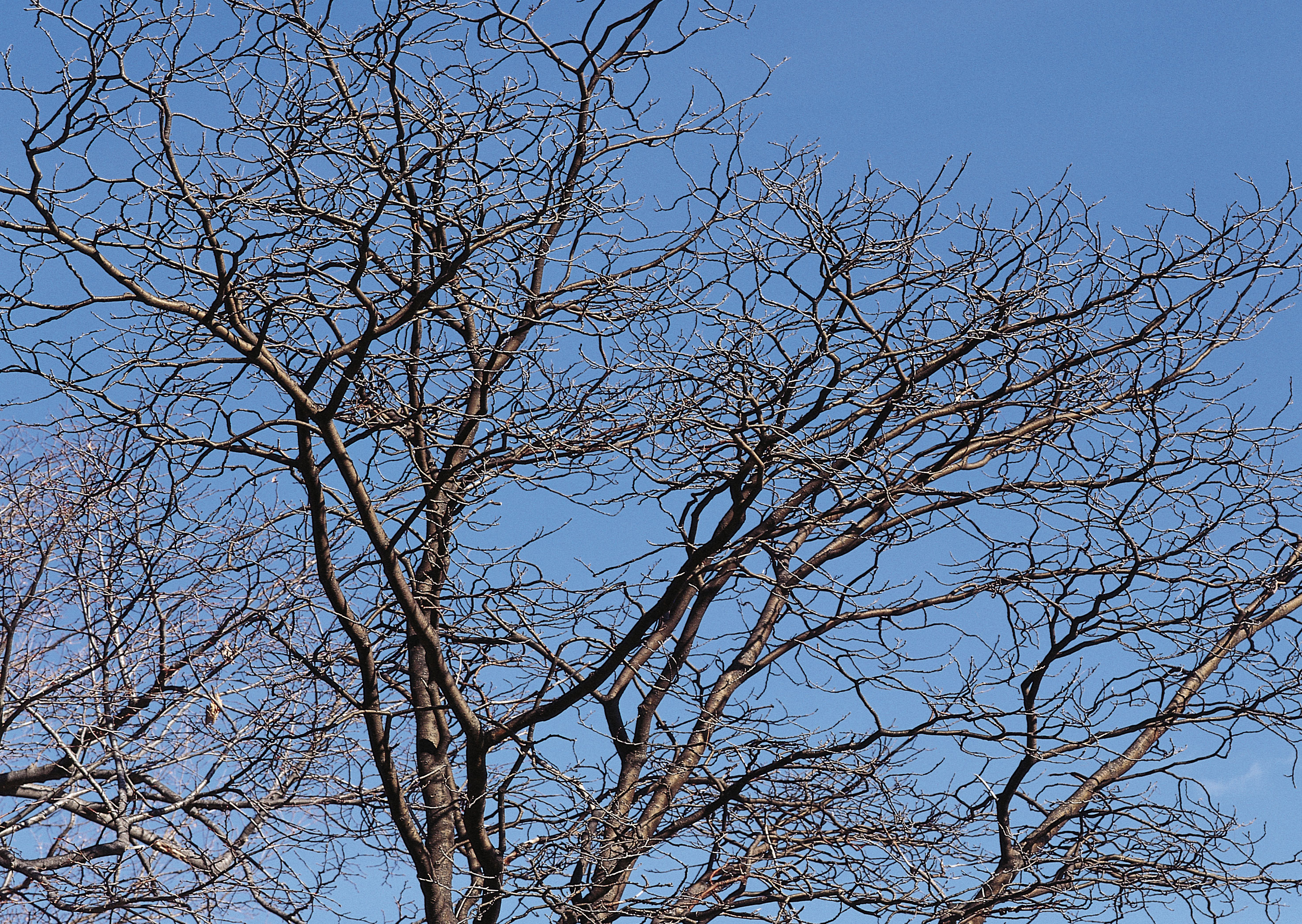 Free download high resolution image - free image free photo free stock image public domain picture -Trees in Winter