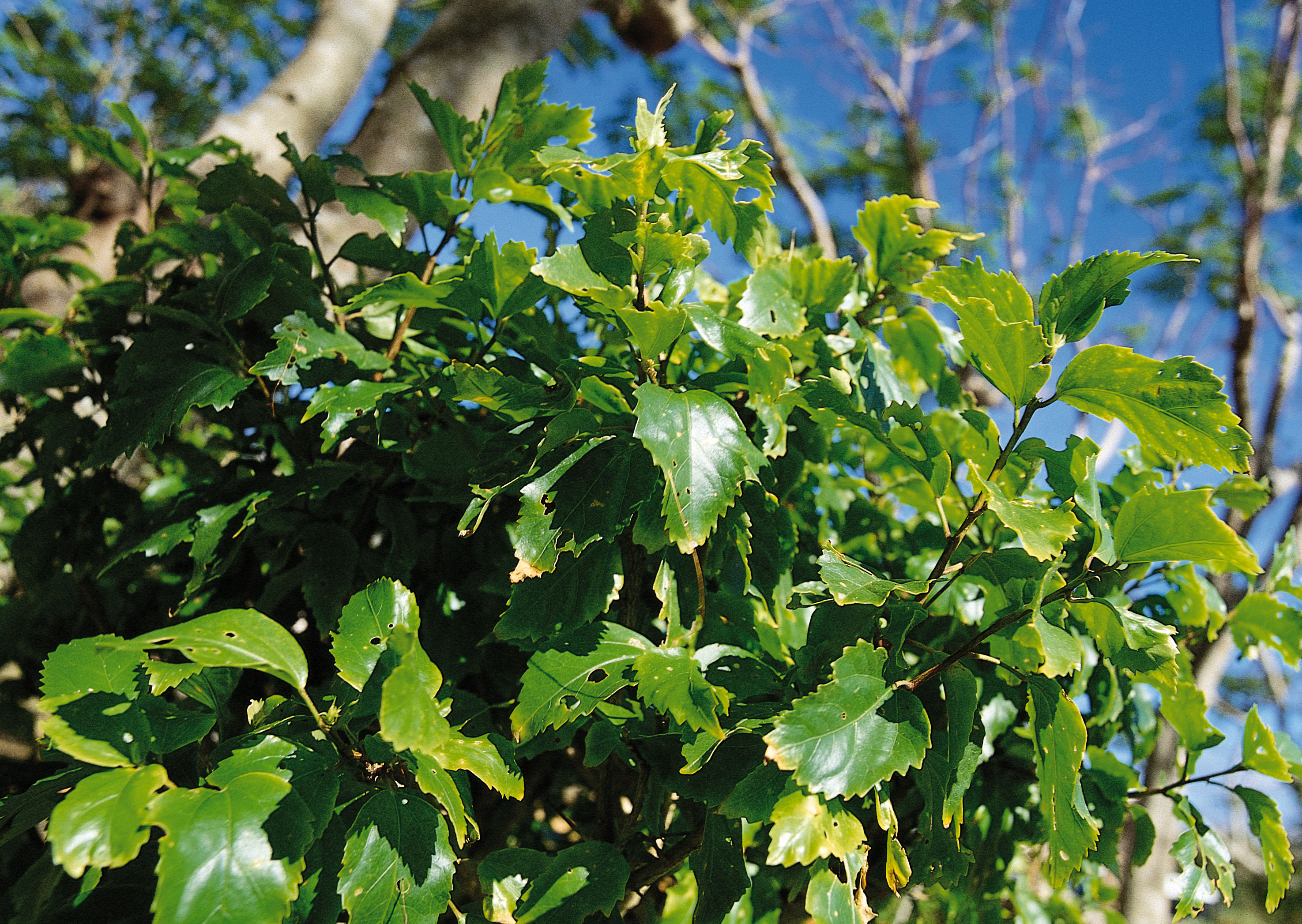 Free download high resolution image - free image free photo free stock image public domain picture -Euonymus fortunei common names spindle or fortunes spindle,